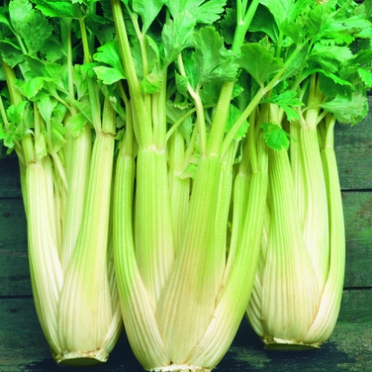 Picture of Celery Golden Self Blanching